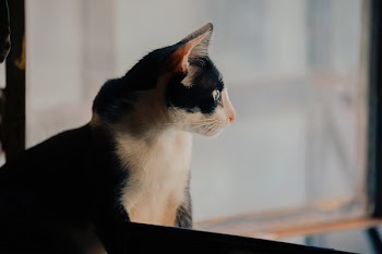 Tuxedo Cat