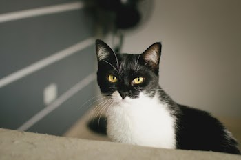 Tuxedo Cat 