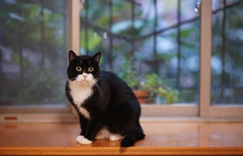 Tuxedo Cat on Brown Surface