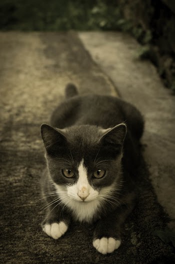Tuxedo Kitten