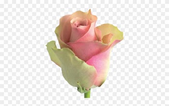 Tweet - Flow Roses
