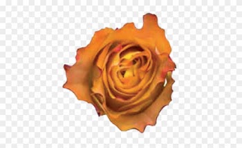 Tweet - Garden Roses