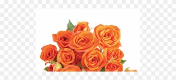 Tweet - Garden Roses