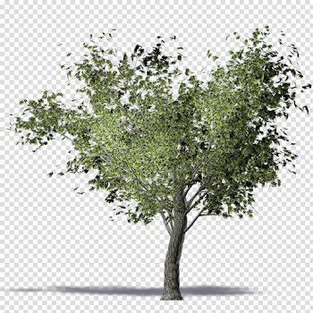 Twig American elm Olive Tree Computer-aided design - olive trees ...