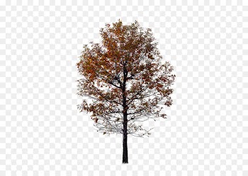 Twig Autumn Tree Red - Autumn red tree 