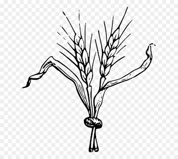 Twig, Black White M, Plant Stem, Tree, Branch PNG