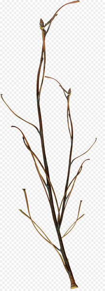 Twig Branch Leaf - twigs 