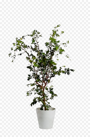 Twig Chinese sweet plum Shrub Plant stem Plants -  