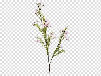 Twig Christmas ornament Tree-topper Paper, christmas transparent background PNG clipart