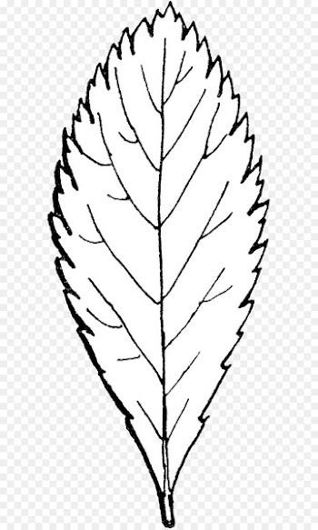 Twig Clip art Line Leaf Plant stem - shrubbery button 