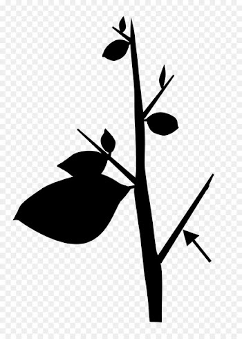 Twig Clip art Plant stem Flower Leaf -  