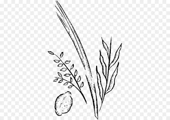 Twig Clip art Plant stem Leaf Grasses - corinth business 