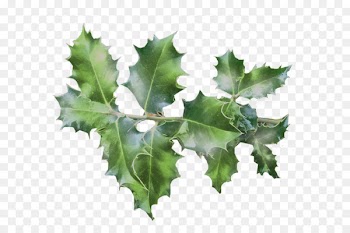 Twig Common holly Japanese holly Christmas Day Clip art - tree 
