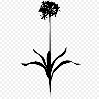 Twig Flower Plant stem Leaf Line -  