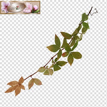 Twig Flowering plant Plant stem Leaf, Leaf transparent background PNG clipart
