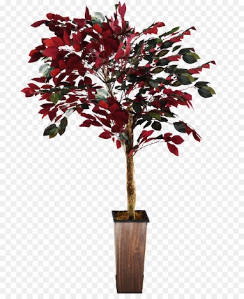 Twig Flowerpot Shrub Plant stem Houseplant - ficus background 
