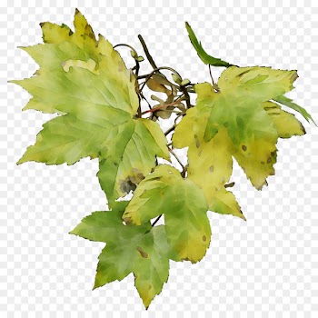 Twig Grapevines Grape leaves Leaf Plant stem -  