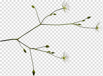 Twig Grasses Plant stem Line Leaf, line transparent background PNG clipart