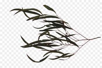 Twig Leaf Branch Tree Image - leaf 