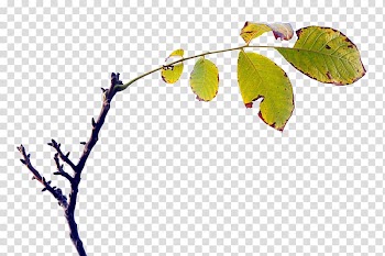 Twig Leaf Computer , leaf transparent background PNG clipart
