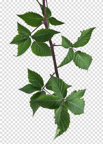 Twig Leaf , Leaves transparent background PNG clipart
