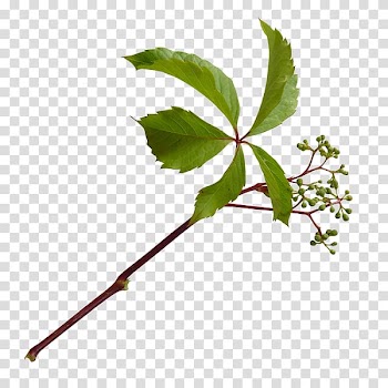 Twig Leaf Plant stem Autumn Cut flowers, Leaf transparent background PNG clipart