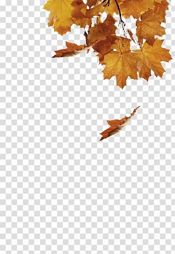 Twig Maple leaf Desktop Computer, Uk Landmark transparent background PNG clipart