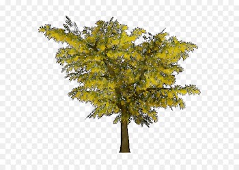 Twig Mimosa Maidenhair tree Larch -  