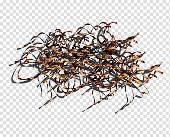 Twig , others transparent background PNG clipart