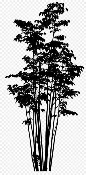 Twig Pine Plant stem Silhouette Plants -  