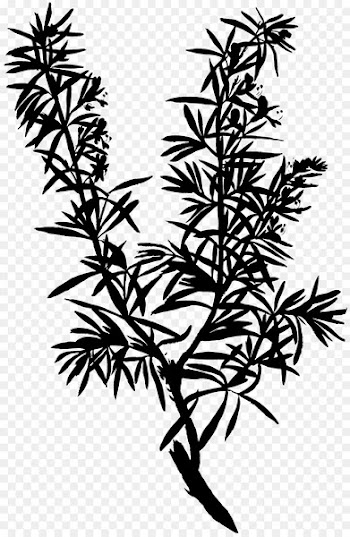 Twig Plant stem Flower Leaf Line -  