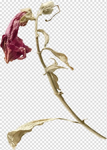 Twig Plant stem Flowering plant, Karim transparent background PNG clipart