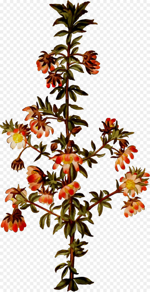 Twig Plant stem Flowering plant Shrub -  