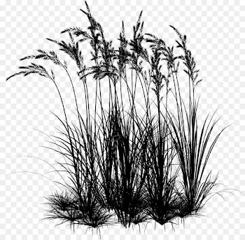 Twig Plant stem Grasses Plants -  