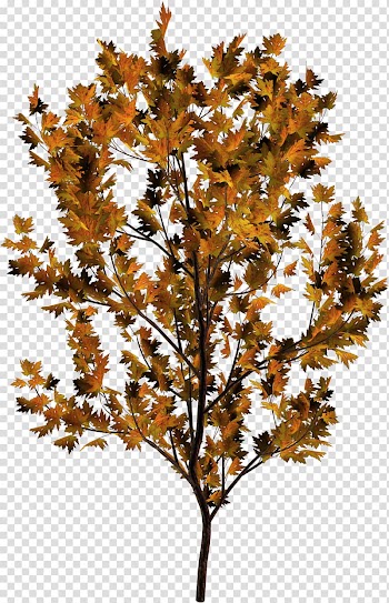 Twig Plant stem Leaf Deciduous, Leaf transparent background PNG clipart