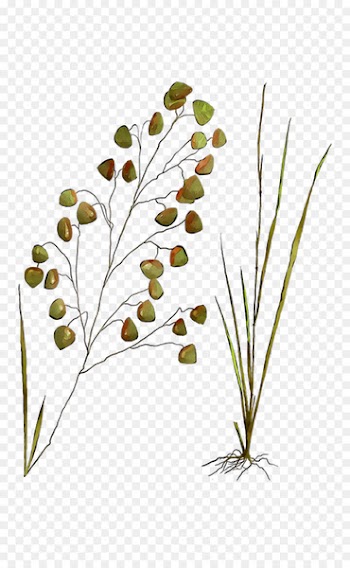 Twig Plant stem Leaf Flower Grasses -  