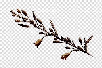 Twig Plant stem Leaf Flower, Leaf transparent background PNG clipart