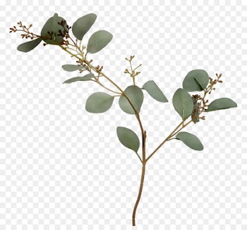 Twig Plant stem Leaf Herb Plants -  