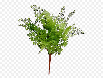 Twig Plant stem Leaf Herb Plants -  