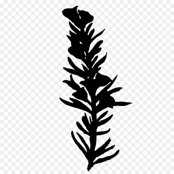 Twig Plant stem Leaf Line Font -  