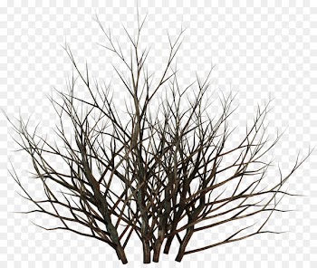 Twig Portable Network Graphics Tree Branch Shrub - tree 