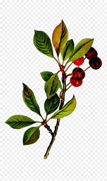 Twig Sour Cherry Flowering plant Cherries Fruit -  