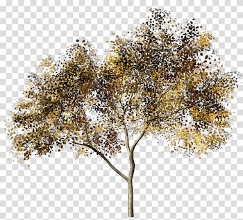 Twig Tree 1,3-Butadiene Autumn leaf color, tree transparent background PNG clipart