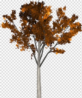 Twig Tree Autumn, fruit trees transparent background PNG clipart