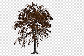 Twig Tree Oak Art, autumn landspace transparent background PNG clipart