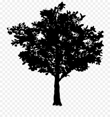 Twig Tree Oak Image Branch -  