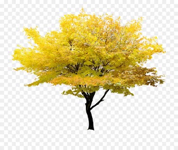 Twig Tree Yellow Maple - Yellow Tree 