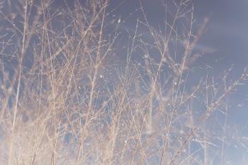 Twigs &amp; Branches Free Photo 