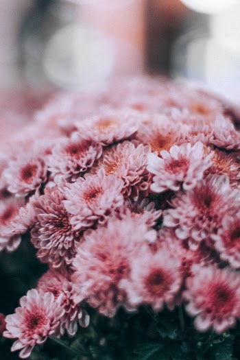 twilight flowers