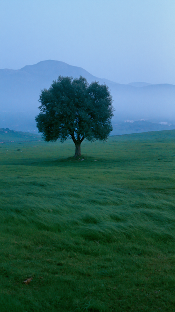 Twilight Serenity in a Mediterranean Field
